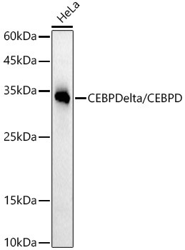 CEBP Delta/CEBPD Monoclonal Antibody (CAB21954)