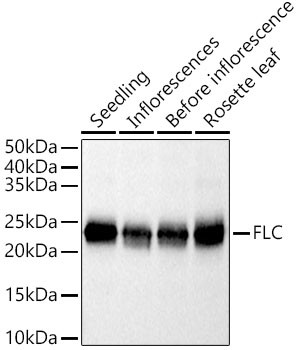 FLC Polyclonal Antibody (CAB21962)