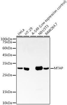 MTAP Monoclonal Antibody (CAB22045)
