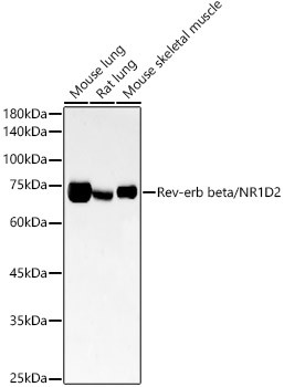 Rev-erb beta/NR1D2 Monoclonal Antibody (CAB22050)