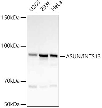 ASUN/INTS13 Monoclonal Antibody (CAB22792)