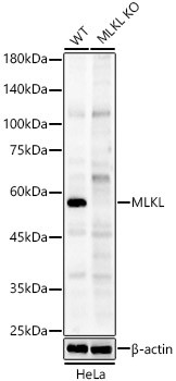 MLKL Polyclonal Antibody (CAB23063)