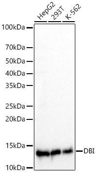 DBI Monoclonal Antibody (CAB23242)