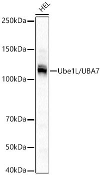 Ube1L / UBA7 Monoclonal Antibody (CAB23575)