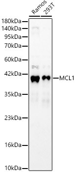 MCL1 Polyclonal Antibody (CAB24435)