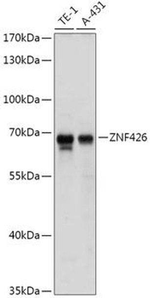 Anti-ZNF426 Antibody (CAB17764)