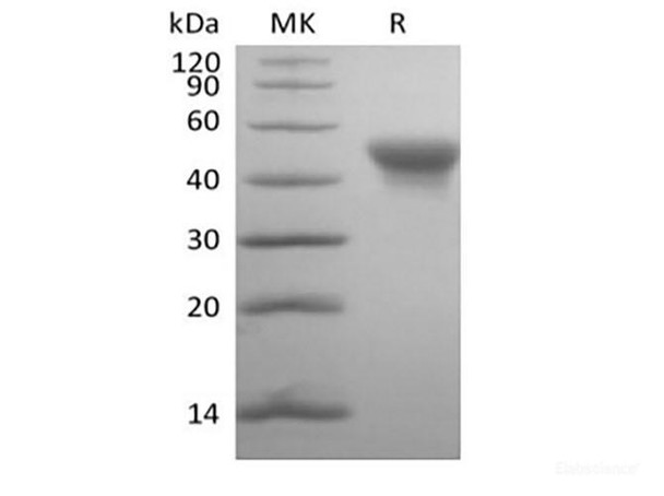 Recombinant Human SLAM Family Member 5/SLAMF5/CD84(C-6His-Avi) Biotinylated (RPES6353)