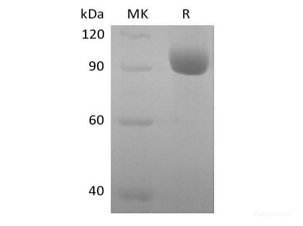 Recombinant Human Leukocyte Ig-Like Receptor A3/LILRA3/ILT6/CD85e (C-Fc) (RPES6361)