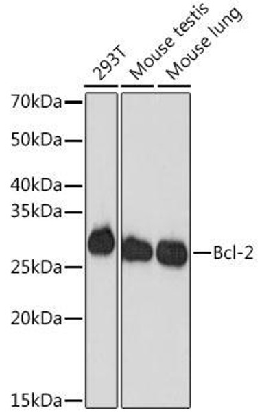 Anti-Bcl-2 Antibody (CAB19693)