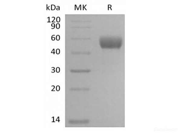 Mouse NKG2-D type II Integral Membrane Recombinant Protein/NKG2D/CD314 (N-Fc) (RPES6640)
