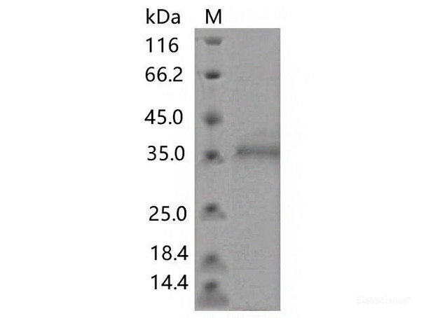Recombinant SARS-CoV-2 Spike RBD (Y505C) (His Tag) (RPES7187)