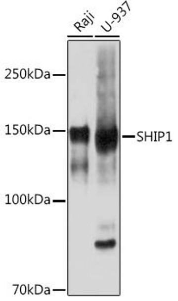 Anti-SHIP1 Antibody (CAB3571)