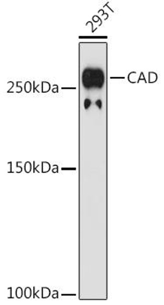 Anti-CAD Antibody (CAB6849)