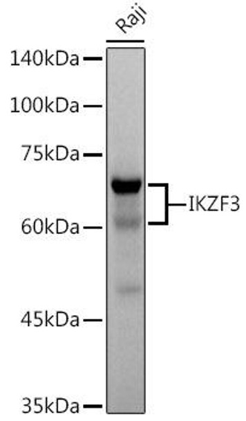 Anti-IKZF3 Antibody (CAB8614)