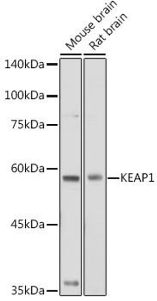 Anti-KEAP1 Antibody (CAB11484)