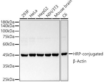 HRP-conjugated β-Actin Rabbit Monoclonal Antibody (CABC028)