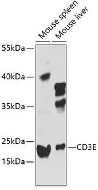 Anti-CD3E Antibody (CAB12413)