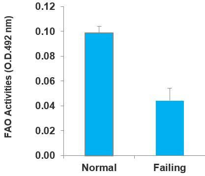 Fatty Acid Oxidation (FAO) Assay Kit (BR00001)