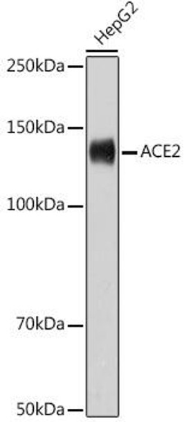 Anti-ACE2 Antibody (CAB12737)