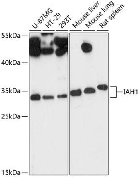 Anti-IAH1 Antibody (CAB13710)