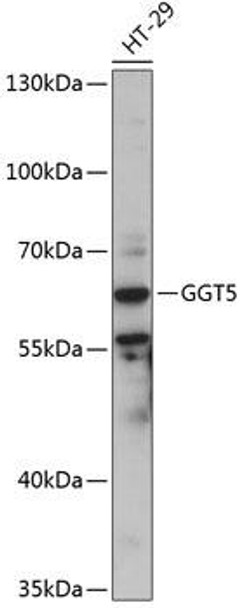 Anti-GGT5 Antibody (CAB14374)