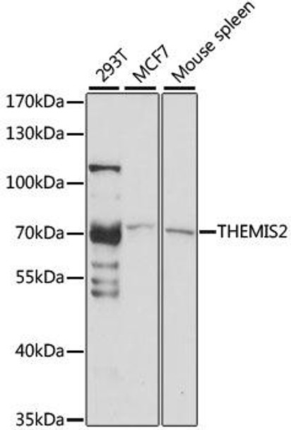 Anti-THEMIS2 Antibody (CAB15355)
