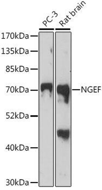 Anti-NGEF Antibody (CAB16507)