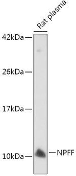 Anti-NPFF Antibody (CAB7020)