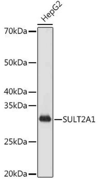 Anti-SULT2A1 Antibody (CAB8334)
