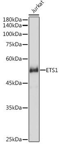 Anti-ETS1 Antibody (CAB15666)