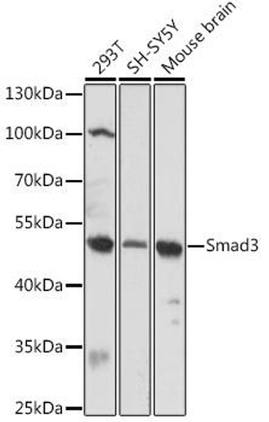 Anti-Smad3 Antibody (CAB16913)