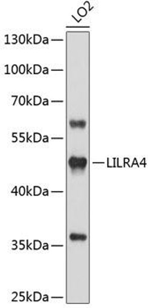 Anti-LILRA4 Antibody (CAB3396)