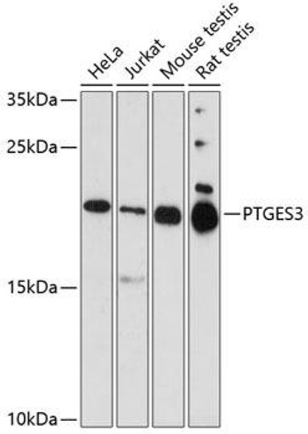 Anti-PTGES3 Antibody (CAB5325)