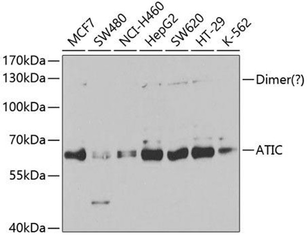 Anti-ATIC Antibody (CAB5559)