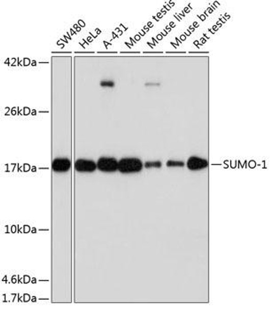 Anti-SUMO1 Antibody (CAB19121)