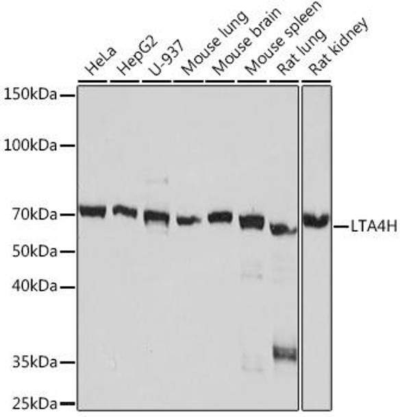 Anti-LTA4H Antibody (CAB8918)
