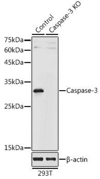 Anti-Caspase-3 Antibody (CAB11953)[KO Validated]