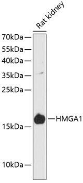 Anti-HMGA1 Antibody (CAB12693)