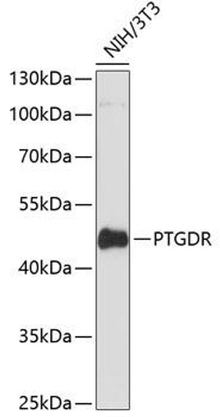 Anti-PTGDR Antibody (CAB12877)