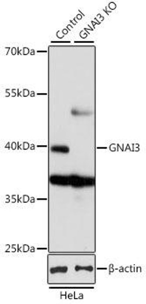 Anti-GNAI3 Antibody (CAB13307)[KO Validated]