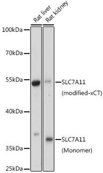 Anti-SLC7A11 Antibody (CAB15604)