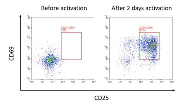 Human CD3/CD28 T Cell Activation Beads (AKES212)