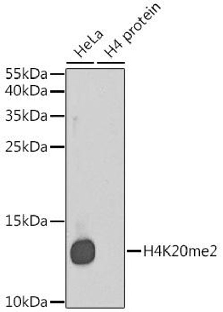 Anti-DiMethyl-Histone H4-K20 Antibody (CAB2371)