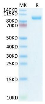 Biotinylated Recombinant Mouse CDCP1/gp140/CD318 Protein (RPCB0003)