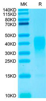 Biotinylated Recombinant Human IL-13 Protein (RPCB0034)