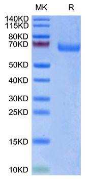 Biotinylated Recombinant Human LILRA3/ILT-6/CD85e Protein (RPCB0059)