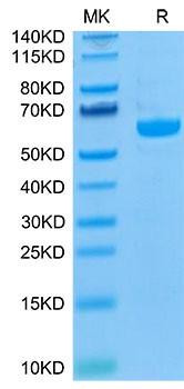 Biotinylated Recombinant Human LAG-3/CD223 Protein (RPCB0068)