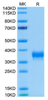 Biotinylated Recombinant Human BTN1A1/Butyrophilin Protein (RPCB0071)
