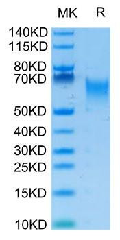 Biotinylated Recombinant Human B7-H2/ICOSLG/CD275 Protein (RPCB0074)