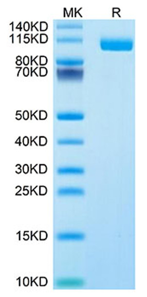 Biotinylated Recombinant Human Siglec-10 Protein (RPCB0106)